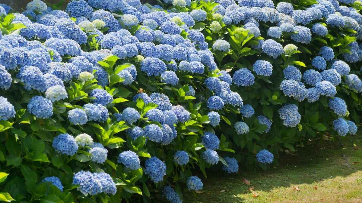 Hoa cẩm tú cầu đẹp tượng trưng cho lòng biết ơn