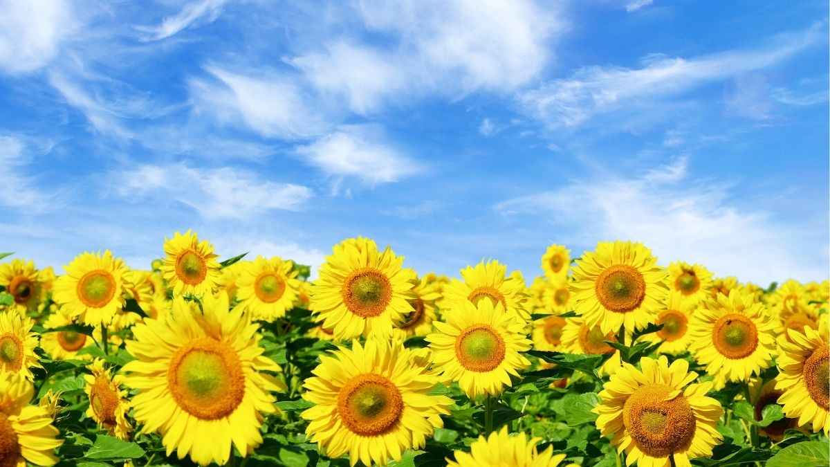 Hoa hướng dương đẹp tượng trưng cho sự lạc quan và hy vọng