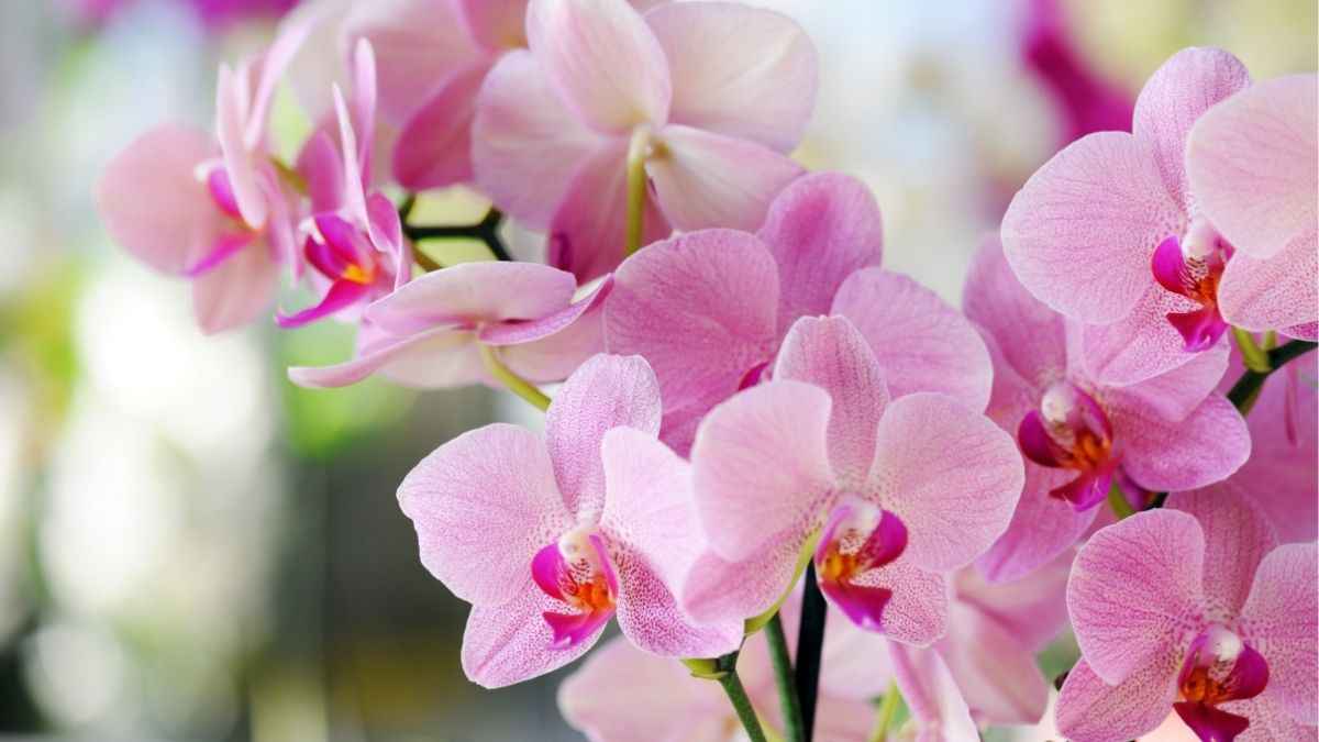 Hoa lan đẹp mang vẻ thanh lịch và cao quý