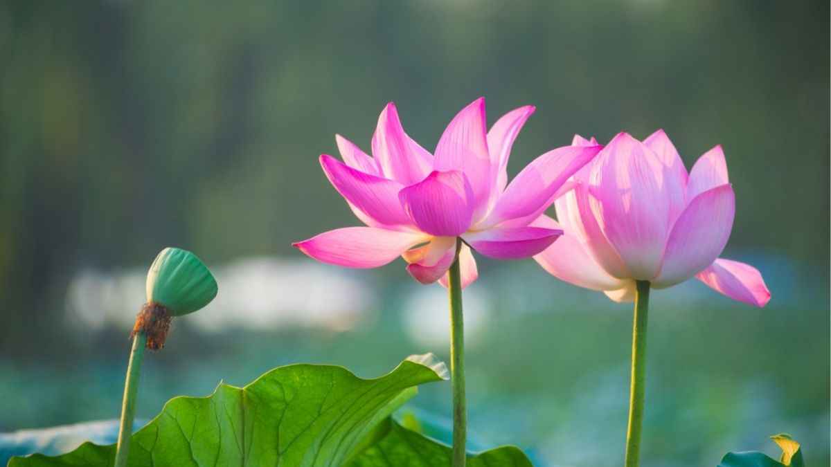 Hoa sen đẹp tượng trưng cho sự thanh khiết và bình an