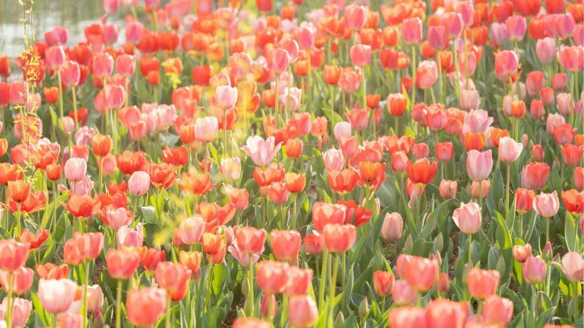 Hoa tulip đẹp với nhiều màu sắc tươi sáng
