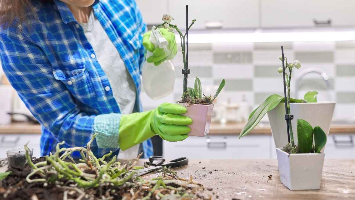 Hướng dẫn trồng và chăm sóc hoa tại nhà