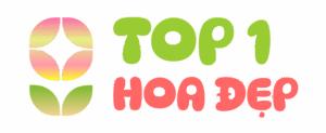 logo Top1 Hoa Đẹp