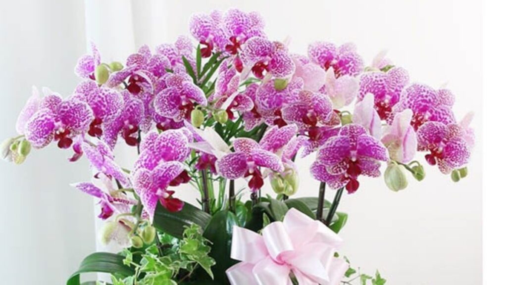 So sánh bó hoa và chậu hoa sinh nhật
