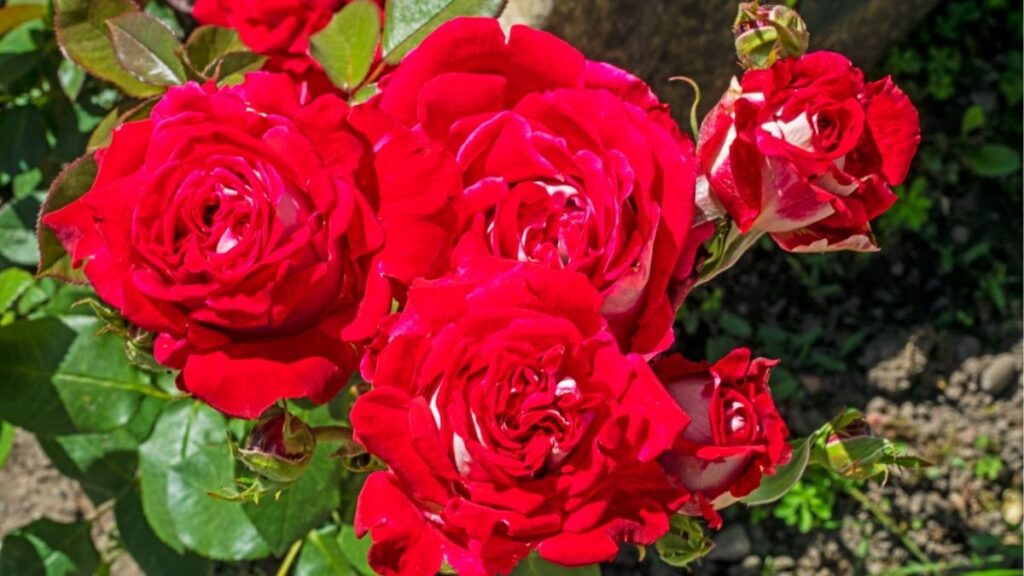 Hoa hồng: Đặc điểm, các loại, màu sắc và ý nghĩa 5 Các loại hoa hồng Hybrid Tea Floribunda bụi leo mini phủ đất