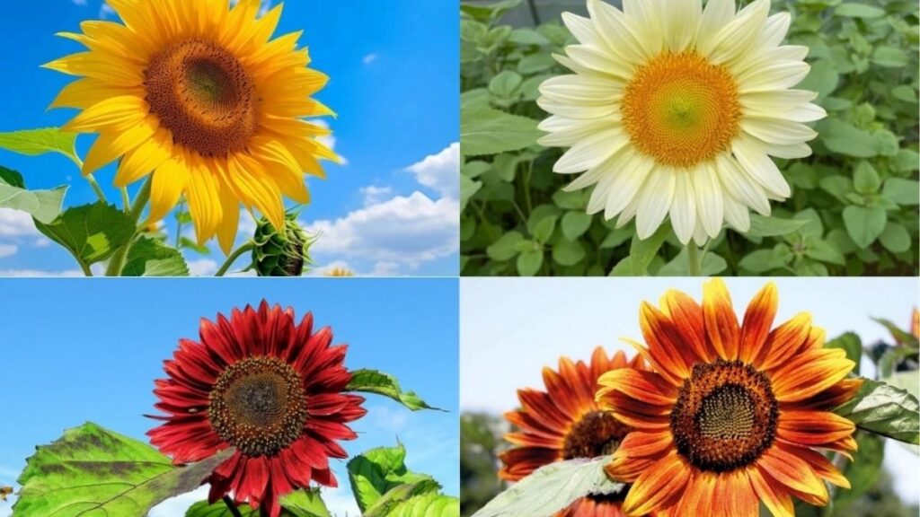 Các loại hoa hướng dương khổng lồ lùn phân nhánh và kép