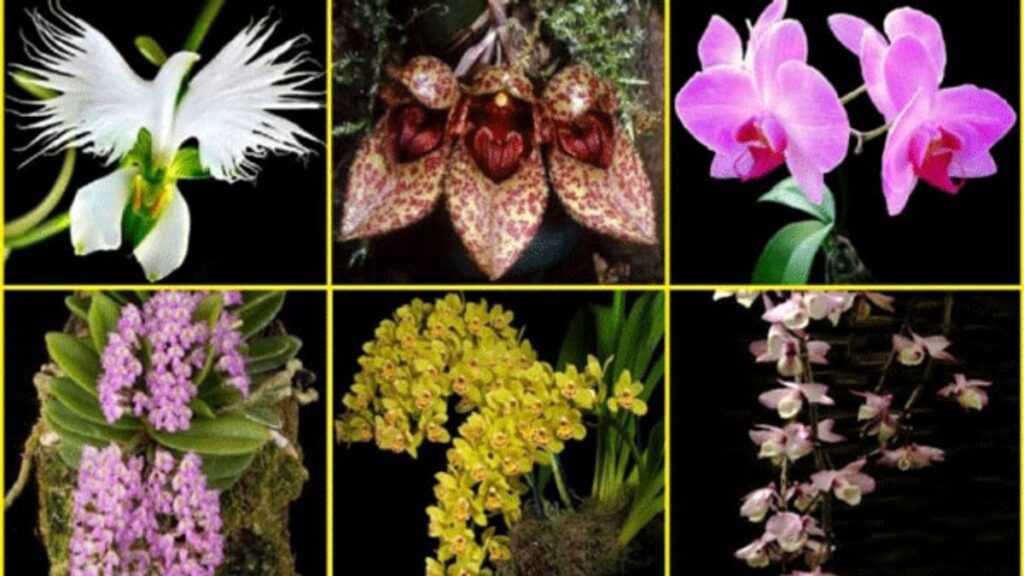 Hoa lan: Đặc điểm, các loại, màu sắc và ý nghĩa 9 Các loại hoa lan hồ điệp Dendrobium Cymbidium Vanda Cattleya Oncidium và lan hài