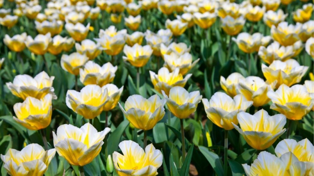 Hoa tulip: Đặc điểm, các loại, màu sắc và ý nghĩa 4 Các loại hoa tulip Triumph Darwin Parrot Fringed Double
