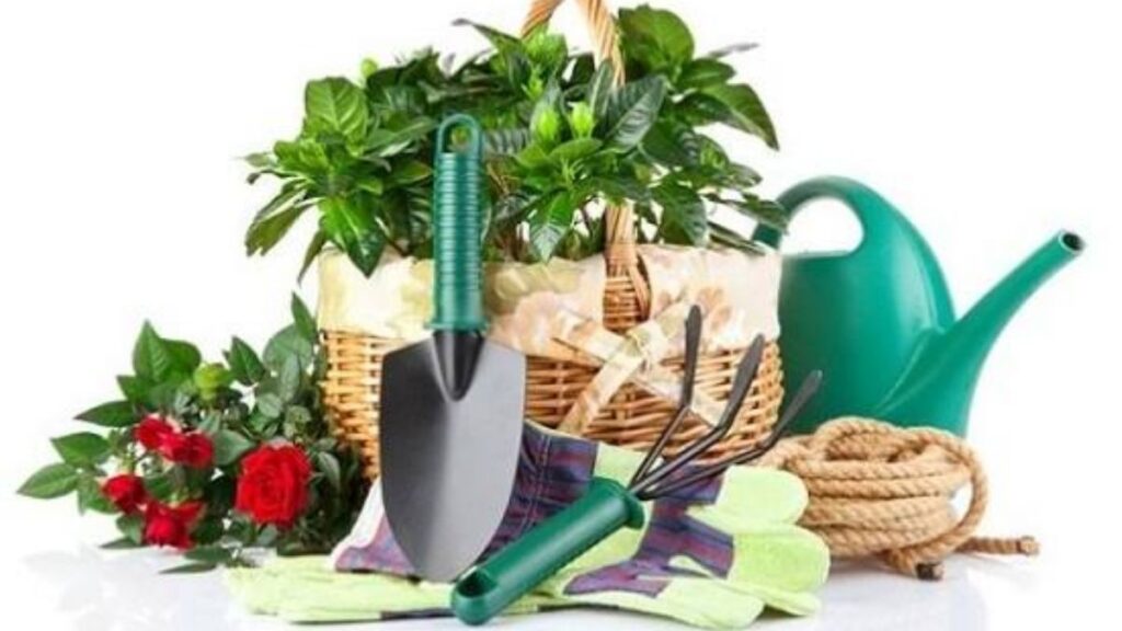 Trồng hoa đúng cách tại nhà cho người mới bắt đầu 3 Hạt giống cây con củ và cành dùng để trồng hoa