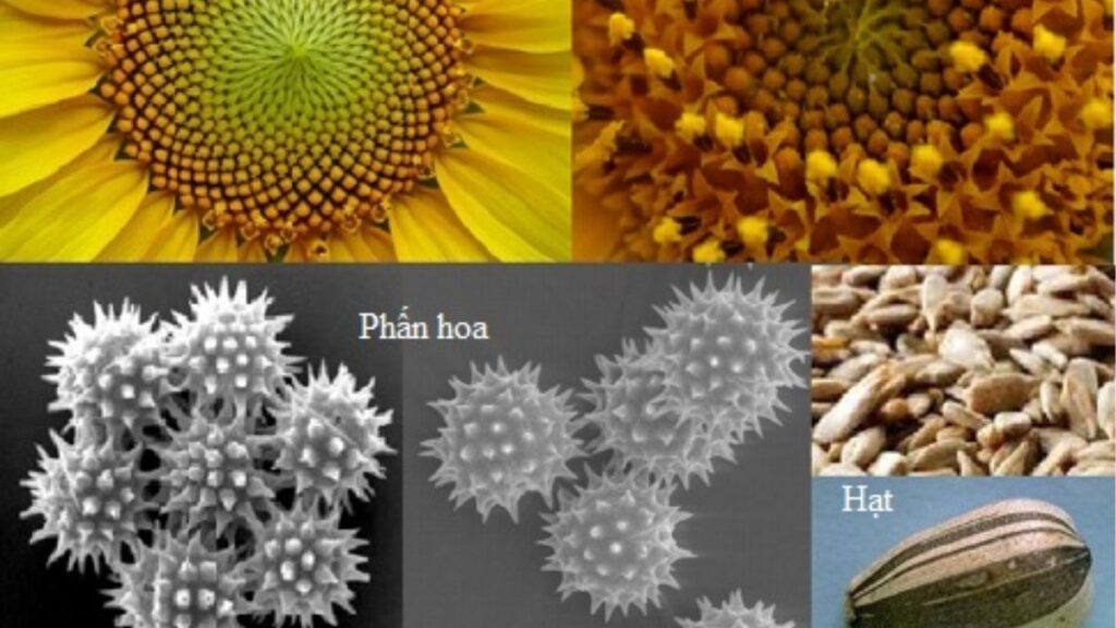 Cấu tạo cây hoa hướng dương gồm rễ thân lá và cụm hoa