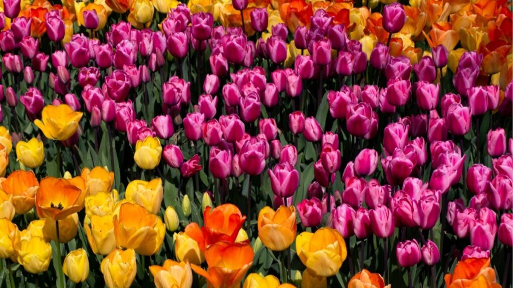 Hoa tulip: Đặc điểm, các loại, màu sắc và ý nghĩa 2 Cấu tạo cây hoa tulip