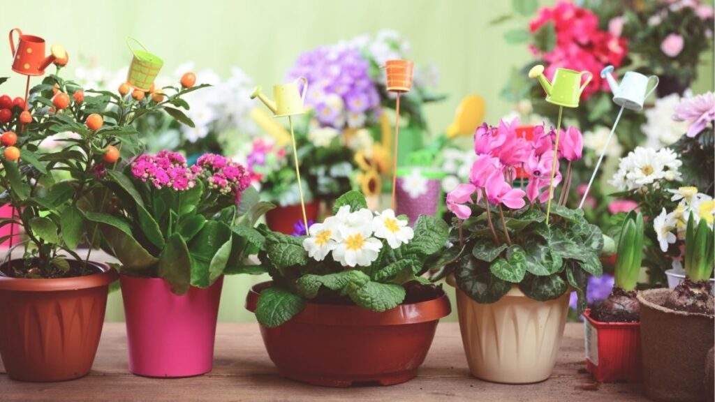Chăm sóc hoa đúng cách để cây khỏe và ra hoa đẹp 1 Chăm sóc hoa đúng cách giúp cây khỏe và ra hoa đẹp
