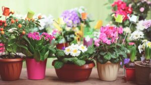 Chăm sóc hoa đúng cách giúp cây khỏe và ra hoa đẹp