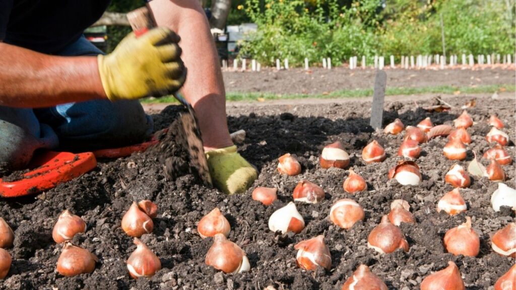 Hoa tulip: Đặc điểm, các loại, màu sắc và ý nghĩa 3 Củ hoa tulip với lớp vỏ đáy củ và mầm non