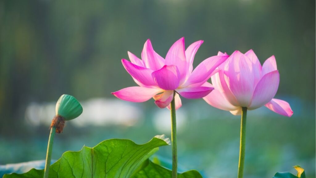 Hoa sen: Đặc điểm, các loại, màu sắc và ý nghĩa 3 Đặc điểm lá tròn lớn và hoa sen vươn khỏi mặt nước