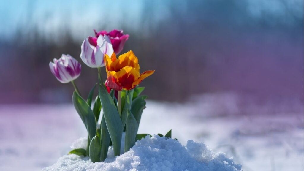 Hoa tulip: Đặc điểm, các loại, màu sắc và ý nghĩa 9 Điều kiện trồng hoa tulip tại Việt Nam