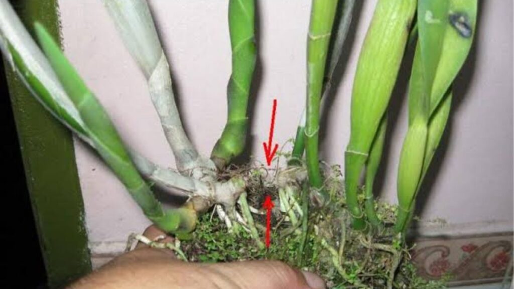 Hoa lan: Đặc điểm, các loại, màu sắc và ý nghĩa 8 Giả hành hoa lan dùng để dự trữ nước và dinh dưỡng