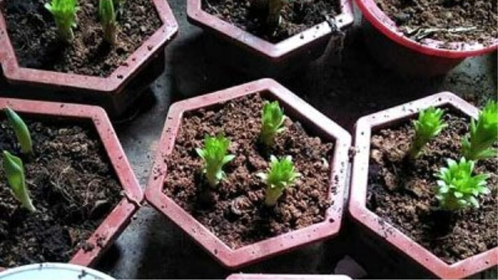 Cách trồng hoa ly bằng củ tại nhà cho cây khỏe, hoa đẹp 5 Giá thể trồng hoa ly gồm đất xơ dừa trấu hun và perlite