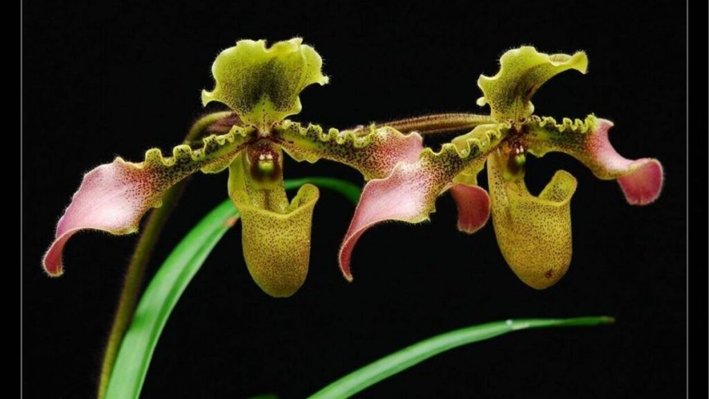Hoa lan: Đặc điểm, các loại, màu sắc và ý nghĩa 12 Hoa lan hài Paphiopedilum có môi hoa hình túi