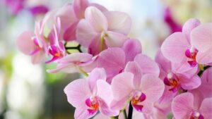 Hoa lan với đặc điểm các loại màu sắc và ý nghĩa