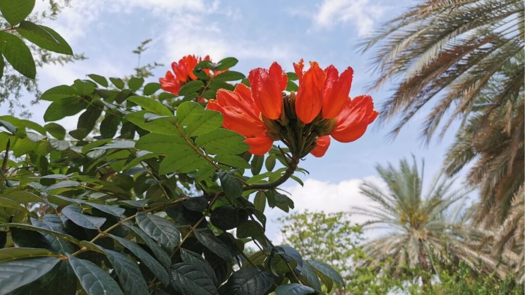 Hoa tulip: Đặc điểm, các loại, màu sắc và ý nghĩa 5 Hoa tulip Parrot có cánh xoắn và gợn sóng