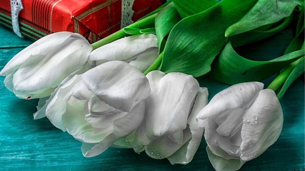 Hoa tulip tặng người yêu phong cách tối giản