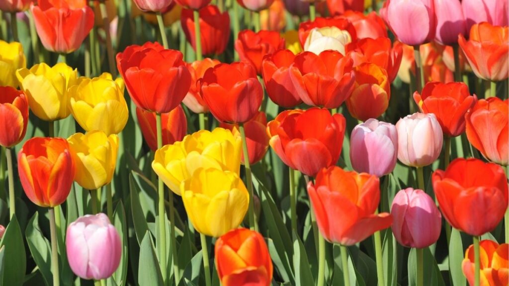Hoa tulip: Đặc điểm, các loại, màu sắc và ý nghĩa 6 Các màu hoa tulip đỏ hồng trắng vàng cam tím