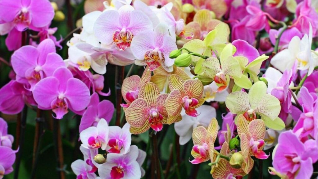 Hoa lan: Đặc điểm, các loại, màu sắc và ý nghĩa 13 Các màu hoa lan trắng vàng hồng tím đỏ và xanh lục
