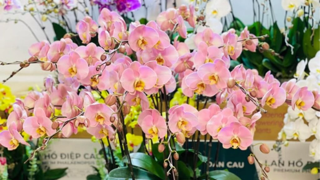 Màu hoa sinh nhật đỏ hồng trắng vàng tím và pastel