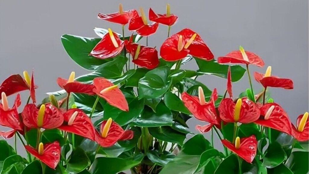 Trồng hoa đúng cách tại nhà cho người mới bắt đầu 9 Hoa hồng tulip hướng dương và hoa giấy cần cách trồng khác nhau