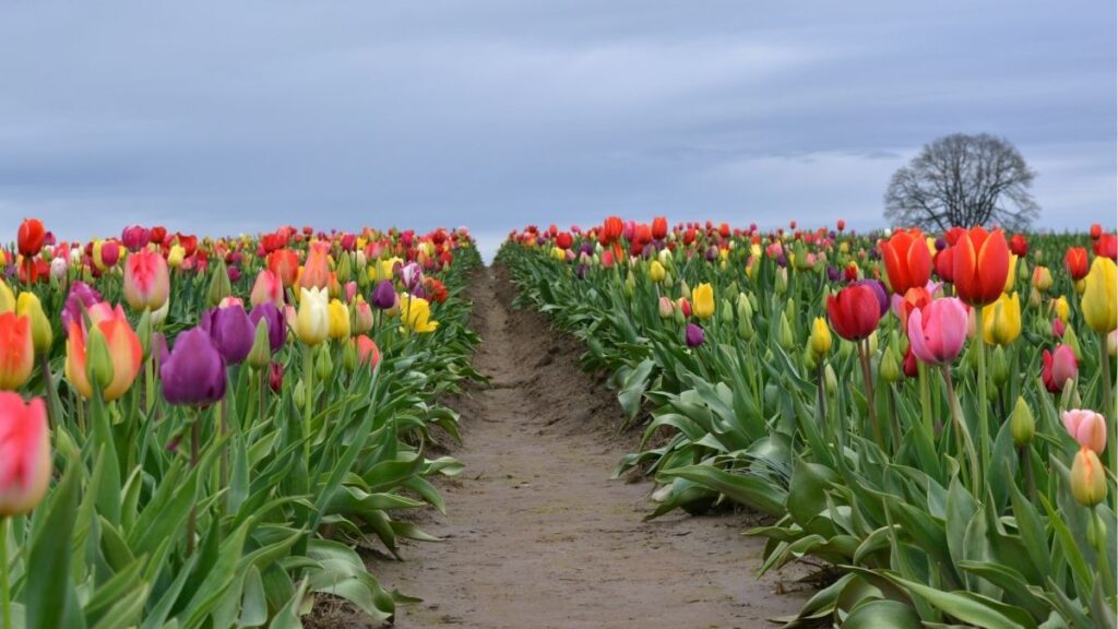 Hoa tulip: Đặc điểm, các loại, màu sắc và ý nghĩa 8 Thời điểm hoa tulip nở theo từng nhóm giống