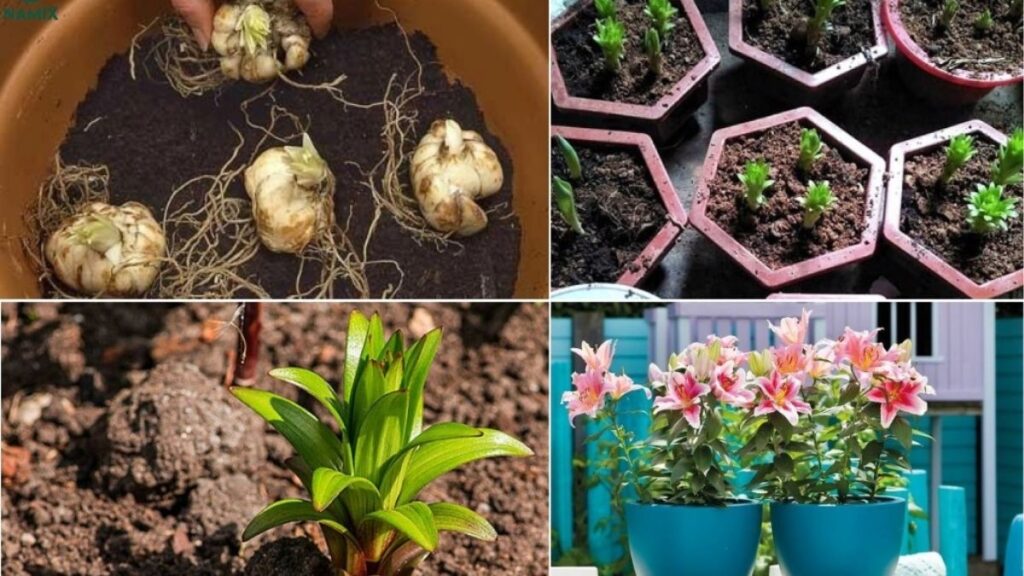 Cách trồng hoa ly bằng củ tại nhà cho cây khỏe, hoa đẹp 6 Quy trình trồng hoa ly bằng củ từng bước