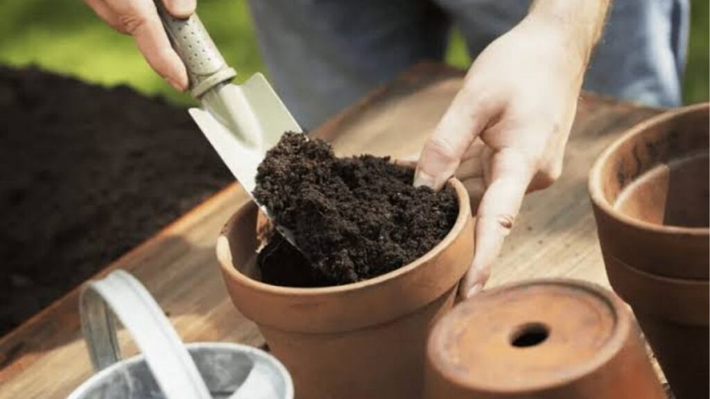 Trồng hoa đúng cách tại nhà cho người mới bắt đầu 7 Quy trình trồng hoa trong chậu từng bước