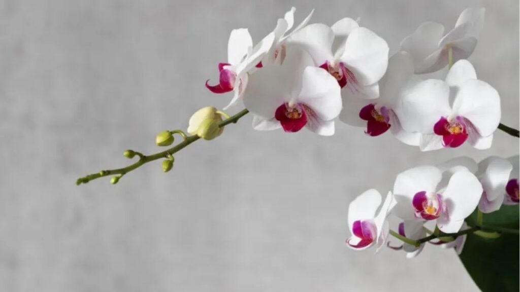 Ý nghĩa hoa lan theo màu sắc, tình yêu và phong thủy 13 So sánh ý nghĩa hoa lan hoa hồng tulip và hoa hướng dương