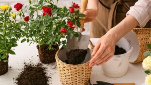 Trồng hoa đúng cách tại nhà cho người mới