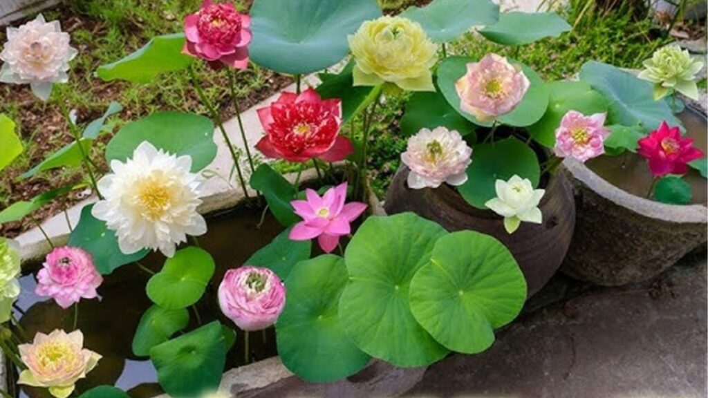 Hoa sen: Đặc điểm, các loại, màu sắc và ý nghĩa 13 Trồng hoa sen trong chậu tại nhà