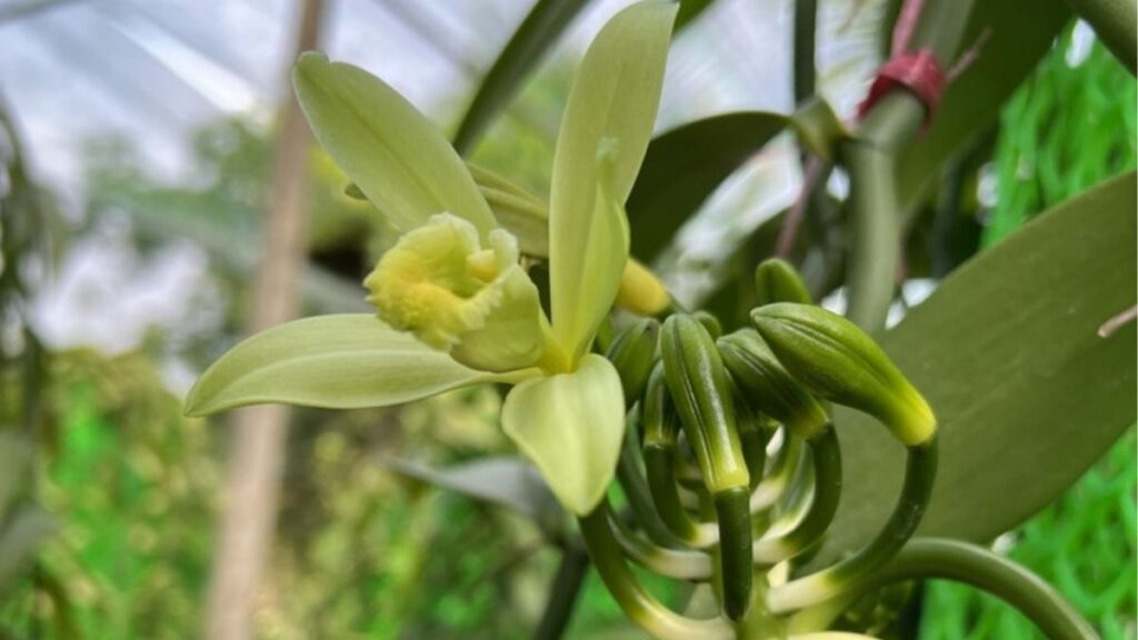 Hoa lan: Đặc điểm, các loại, màu sắc và ý nghĩa 14 Vanilla planifolia là loài hoa lan tạo quả vanilla tự nhiên