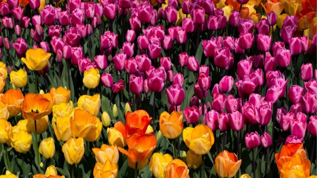 Ý nghĩa hoa tulip đỏ hồng trắng vàng và tím