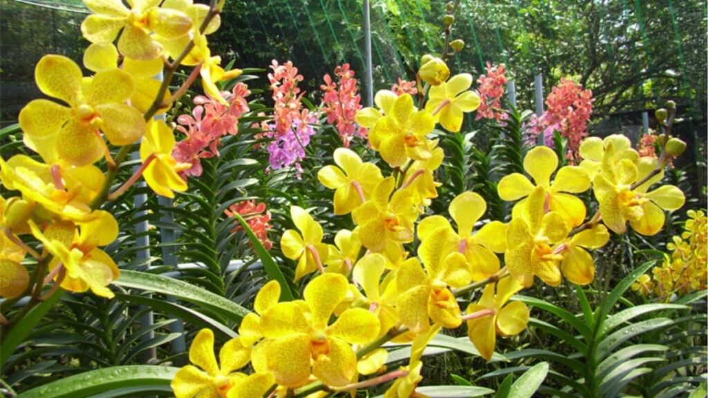 Ý nghĩa hoa lan theo màu sắc, tình yêu và phong thủy 10 Ý nghĩa hoa lan ngày Tết tượng trưng cho thịnh vượng và may mắn