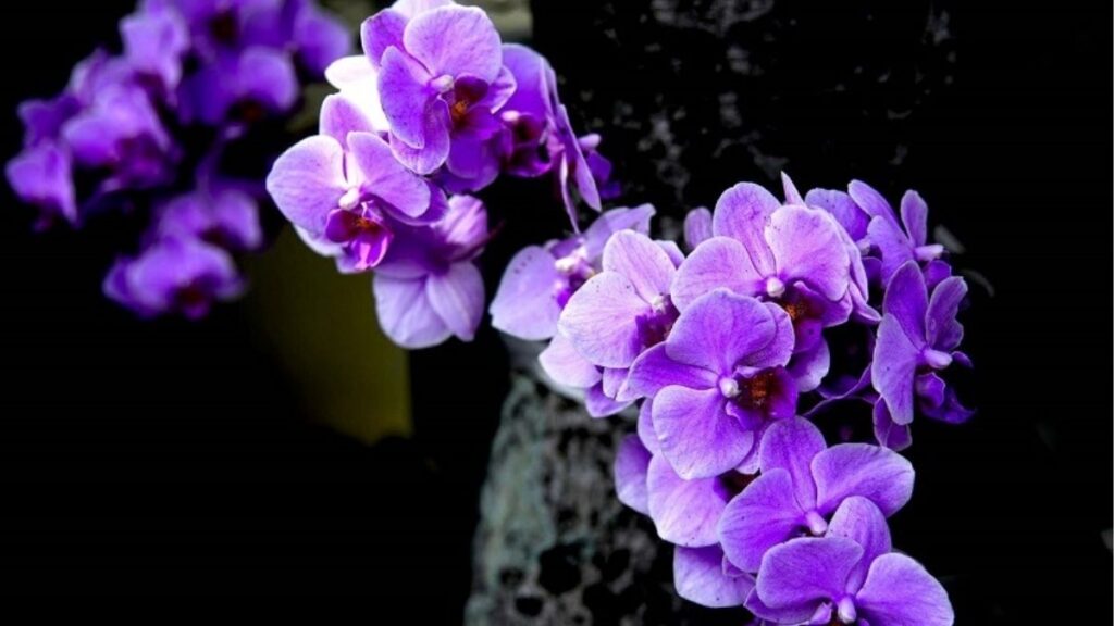 Ý nghĩa hoa lan theo màu sắc, tình yêu và phong thủy 6 Ý nghĩa hoa lan tím tượng trưng cho sự sang trọng và ngưỡng mộ