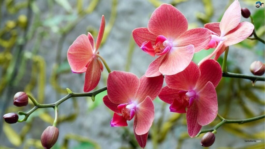 Ý nghĩa hoa lan theo màu sắc, tình yêu và phong thủy 9 Ý nghĩa hoa lan trong phong thủy về may mắn tài lộc và hài hòa