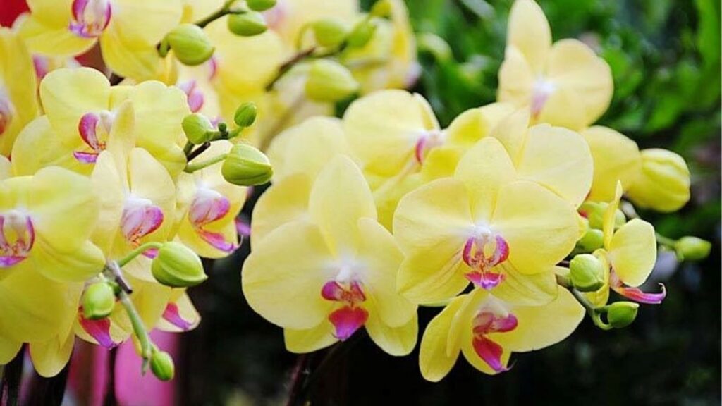 Ý nghĩa hoa lan theo màu sắc, tình yêu và phong thủy 7 Ý nghĩa hoa lan vàng tượng trưng cho niềm vui và thịnh vượng