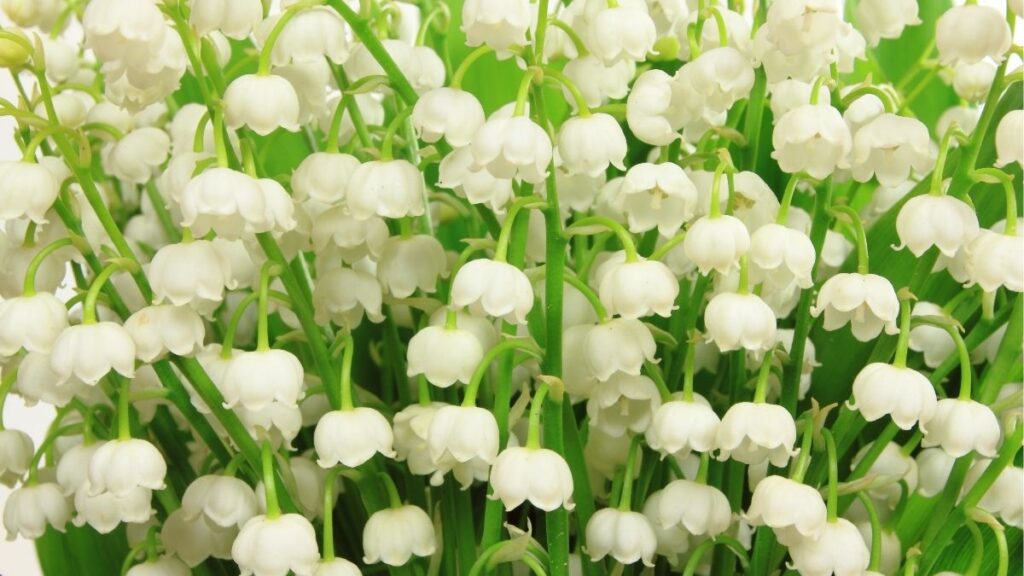 Ý nghĩa hoa ly trắng và hoa ly hồng