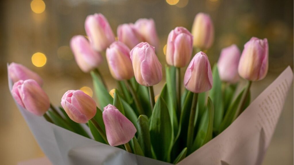 Hoa tulip: Đặc điểm, các loại, màu sắc và ý nghĩa 7 Ý nghĩa các màu hoa tulip phổ biến