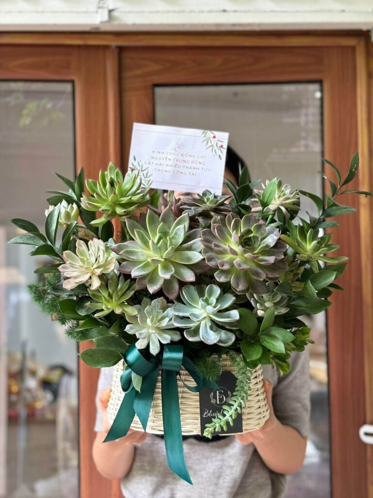 999+ Mẫu Hoa Sinh Nhật Cho Nam Đẹp, Sang Trọng, Ý Nghĩa 5 Mẫu hoa sen đá tặng sinh nhật cho nam