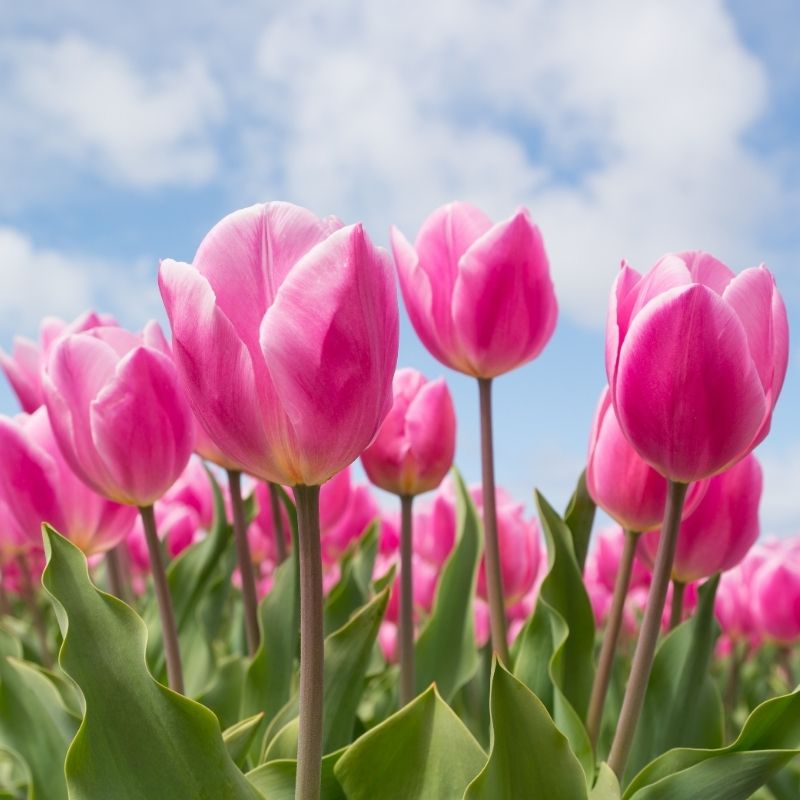 Hoa tulip đẹp