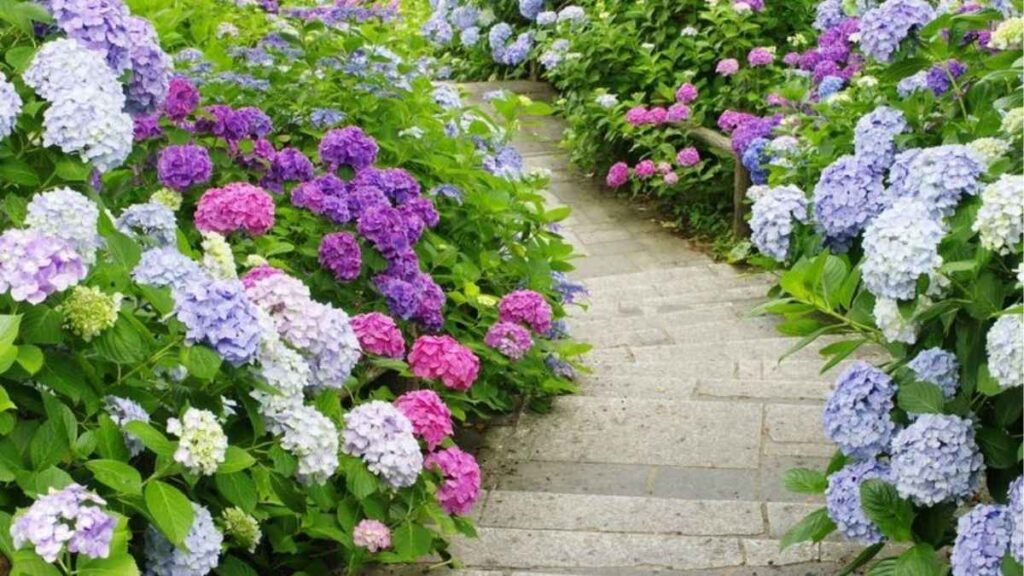 Sơ đồ vị trí trồng cẩm tú cầu nhận nắng sáng và tránh nắng chiều quá mạnh.