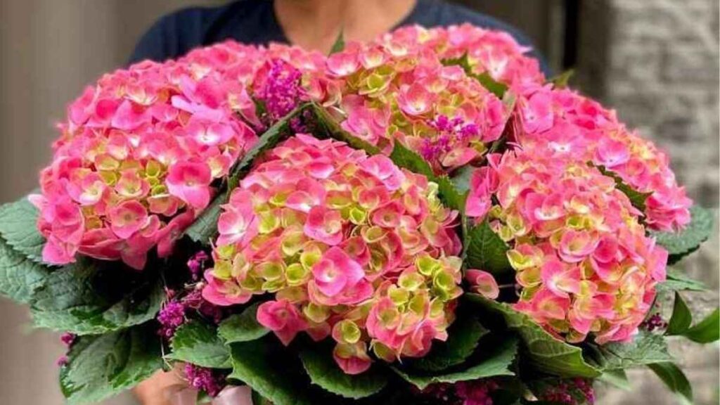 Hai kiểu bó hoa cẩm tú cầu gồm bó trắng cho đám cưới và bó hồng xanh làm quà sinh nhật.