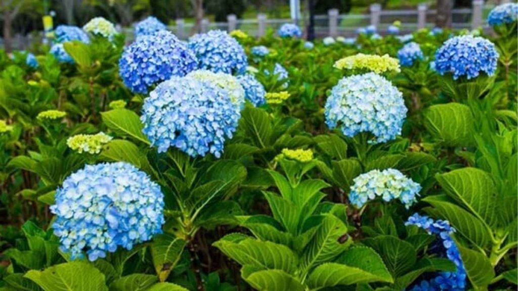 Người làm vườn bón phân cho cây cẩm tú cầu trồng chậu theo liều lượng phù hợp.