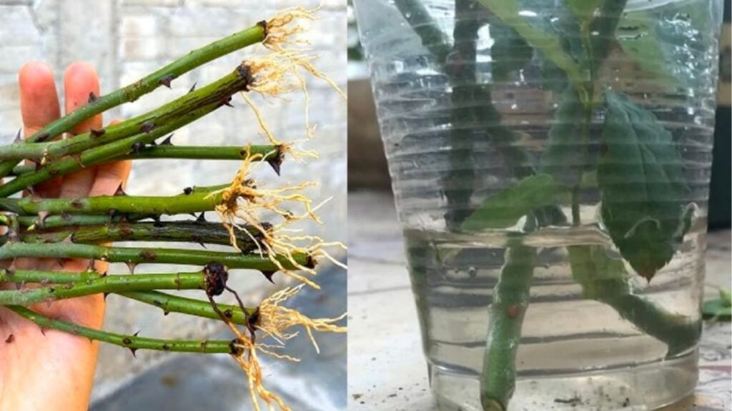 Phần gốc cành hoa hồng được xử lý bằng chế phẩm kích rễ trước khi cắm vào giá thể.